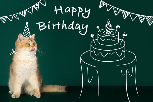 英国黄金猫图片下载