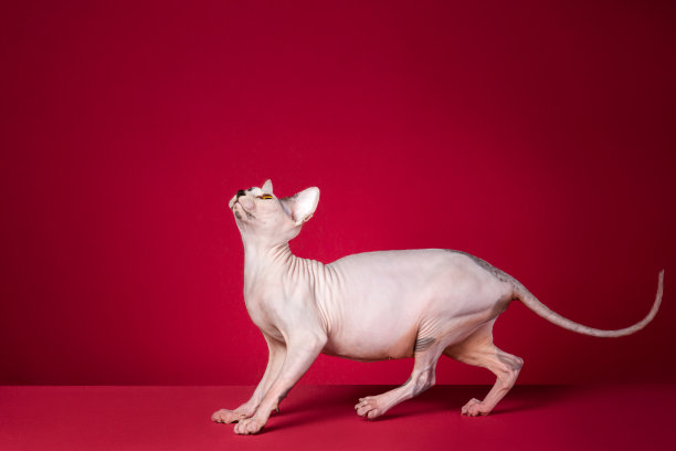 Sphynx无毛猫图片下载