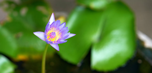 荷花在水的背景图片下载