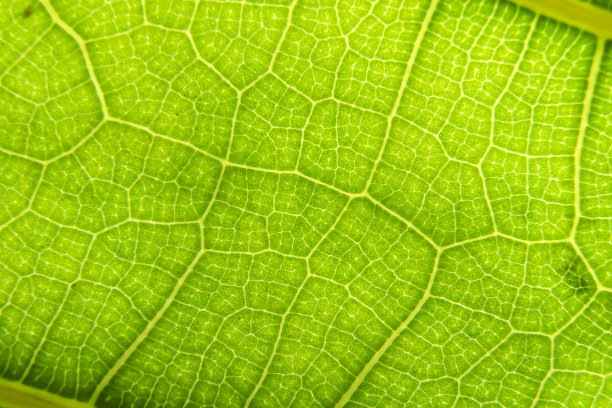 绿叶宏观背景。有机植物的特写纹理和图案。选择的重点。自然，植物，生物学背景。图片下载