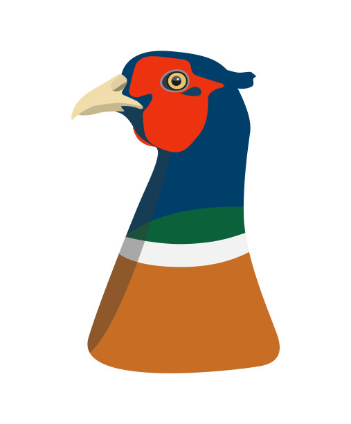 野鸡头孤立在白色背景上图片下载