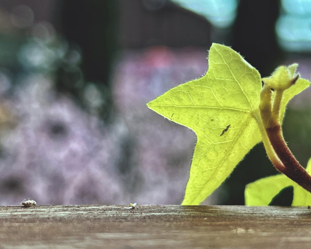 叶子在边缘图片下载