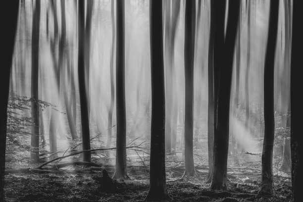 阳光透过雾蒙蒙的森林里的树木倾泻而下图片下载