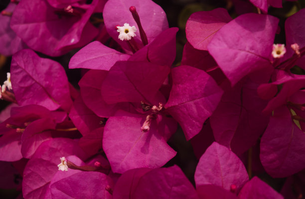 红色一品红花(Euphorbia pulcherrima)全框架背景圣诞花卉展示图片下载