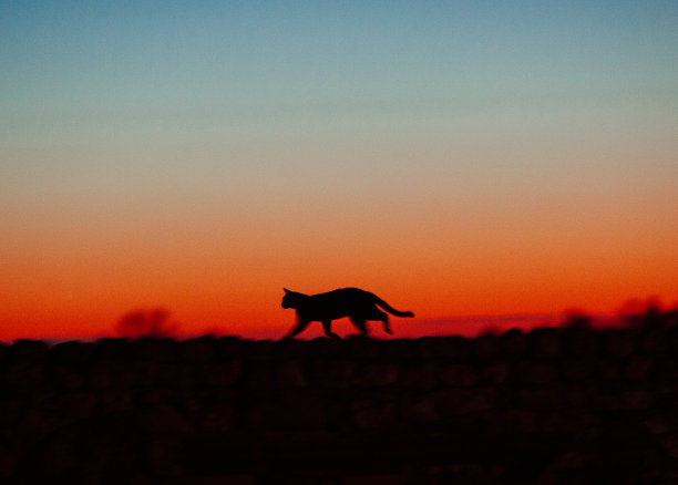 猫在日落时分图片下载