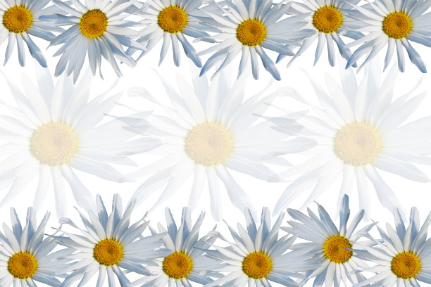 背景白色雏菊花。图片下载