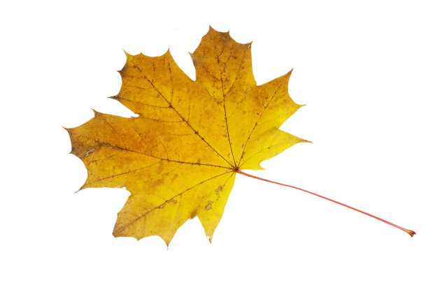 秋天-干燥的黄色枫叶图片下载