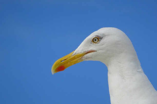 海鸥鸟图片下载