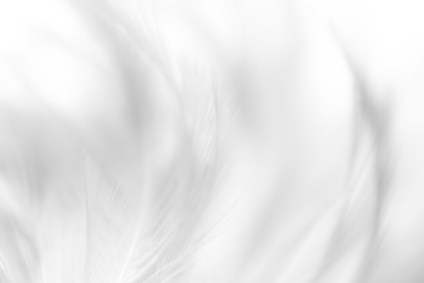 白色宏观羽毛纹理，波希米亚复古风格趋势色彩羽毛纹理背景图片下载