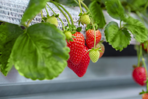 温室里的草莓图片下载