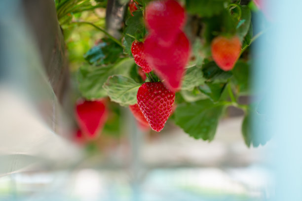 温室里的草莓图片下载