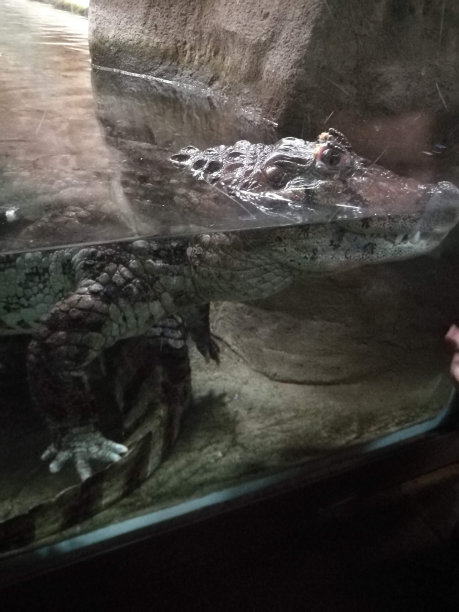 水里的鳄鱼图片下载