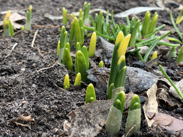 花园里水仙花的嫩芽正在发芽图片下载
