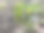 花园里水仙花的嫩芽正在发芽图片下载