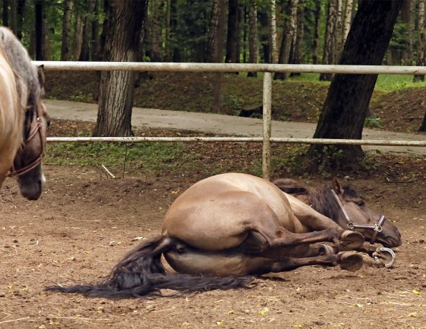 巴什基尔语马放松图片下载