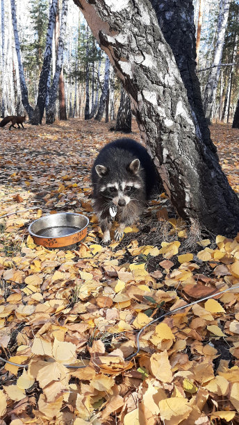 浣熊狗，森林动物，浣熊，在秋天的森林里。毛茸茸的可爱的野生动物图片下载