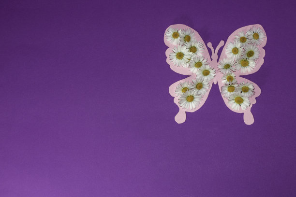 在右上角的粉色纸蝴蝶上盖着雏菊花在紫色的背景上，创意艺术春天设计，平躺着，用于复制空间图片下载