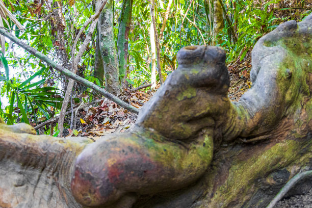 在泰国Lamru国家公园的热带丛林徒步旅行。图片下载