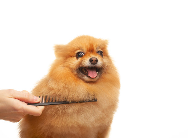 狗手毛刷白色背景的图像图片下载