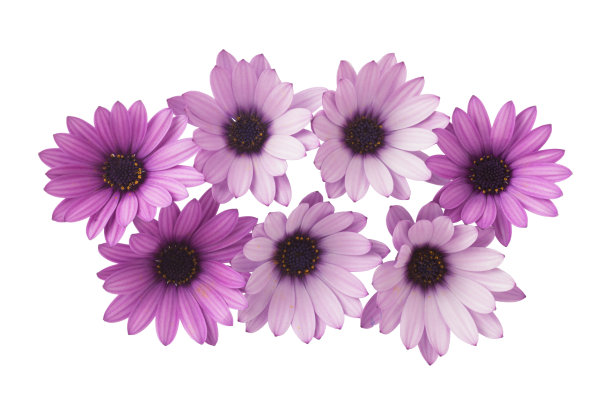 一组紫色雏菊，孤立在白色背景上图片下载