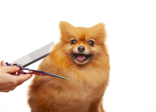 狗手剪毛刷白色背景的图像图片下载