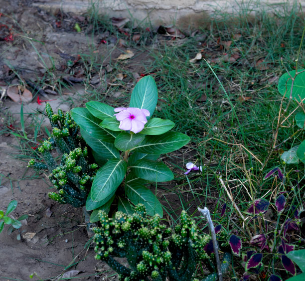 白天拍摄的花的照片。你可以看到茎，树干，叶子，花，水果，砖，土壤，基质，不同的颜色，阴影，停车场，住宅区，灌木丛，树篱，草，草，草坪，天空图片下载
