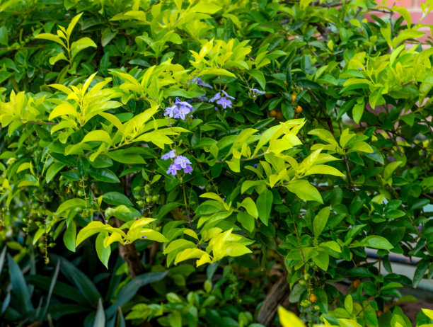 白天拍摄的花的照片。你可以看到茎，树干，叶子，花，水果，砖，土壤，基质，不同的颜色，阴影，停车场，住宅区，灌木丛，树篱，草，草，草坪，天空图片下载