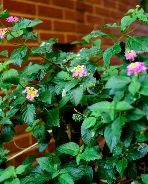白天拍摄的花的照片。你可以看到茎，树干，叶子，花，水果，砖，土壤，基质，不同的颜色，阴影，停车场，住宅区，灌木丛，树篱，草，草，草坪，天空图片下载