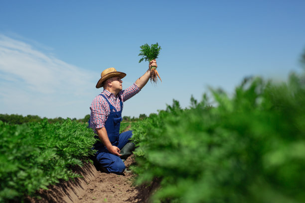 农民检查胡萝卜根的质量图片下载