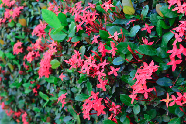 白天拍摄的花的照片。你可以看到茎，树干，叶子，花，水果，砖，土壤，基质，不同的颜色，阴影，停车场，住宅区，灌木丛，树篱，草，草，草坪，天空图片下载