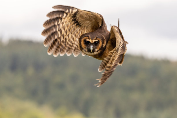飞行的马来猫头鹰看着镜头图片下载