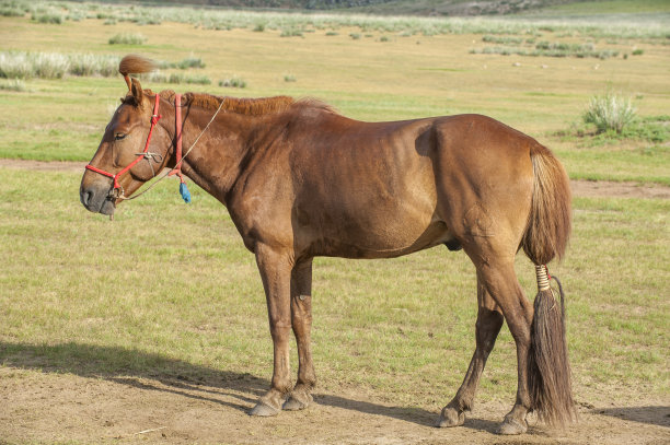 普费德图片下载