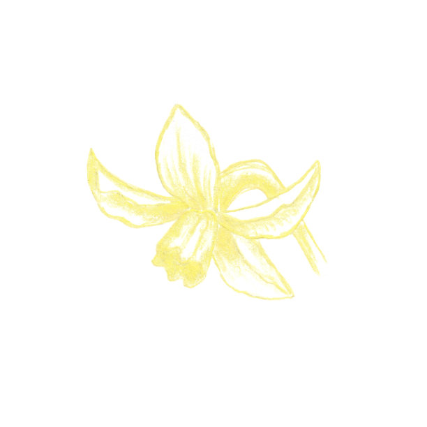 彩色铅笔素描水仙花，黄色水仙花图片下载