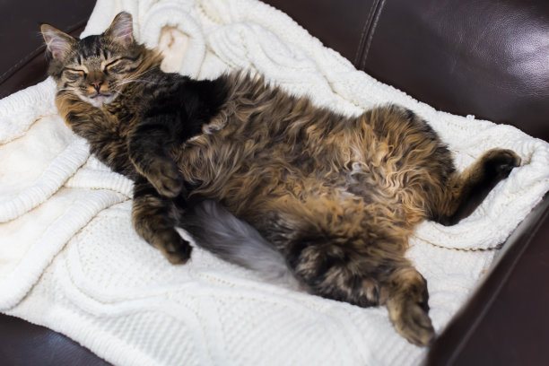 棕色虎斑长毛猫仰面朝天睡觉图片下载