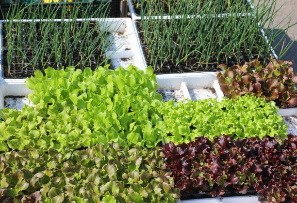 售卖蔬菜(如洋葱苗、沙拉及莴苣)的摊位图片下载