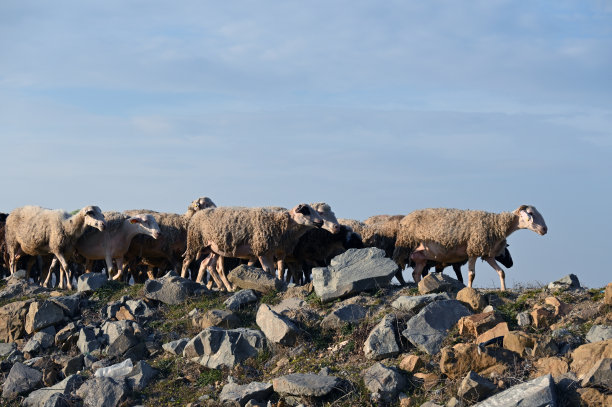 漫滩森林国家公园里的绵羊图片下载