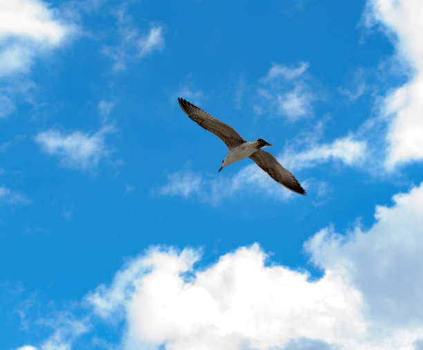 阳光明媚的一天，一只飞翔的海鸥在天空中飞翔。图片下载