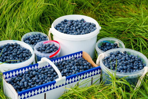 装满成熟健康蓝莓的桶和盒子。蓝莓农场，果园或花园，采摘采摘的蓝莓农场。图片下载