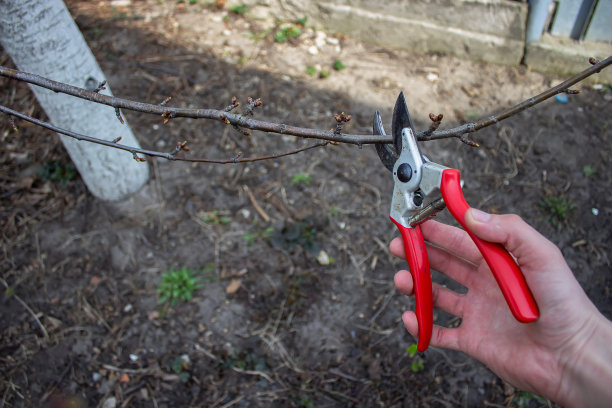用剪枝剪修剪果树的园丁图片下载