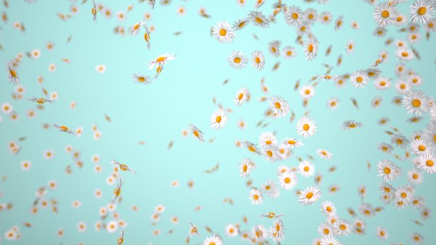 飞舞的白雏菊图片下载