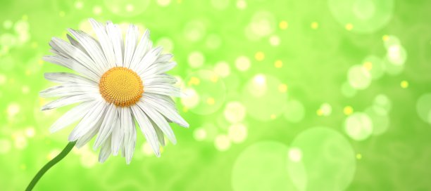 飞白雏菊图片下载