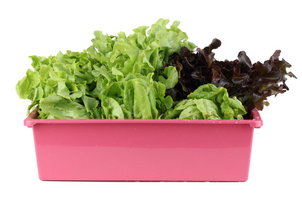 搭配沙拉用的绿色蔬菜，如绿橡树，红橡树在白色背景的粉色篮子里。图片下载