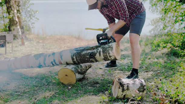 伐木工人在森林里的一家锯木厂锯下一截桦树的树干图片下载