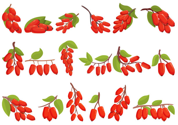 芭芭丽图标集卡通向量。枸杞子小檗碱图片下载