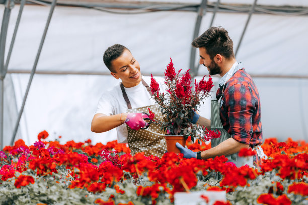 年轻的花匠夫妇在温室里种花。图片下载