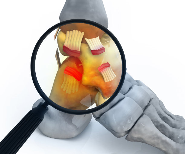 脚踝关节。踝关节的肌腱。脚解剖学。三维演示图片下载