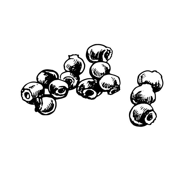 一些蓝莓在白色背景上的黑白素描。矢量手绘插图。标签，包装和卡片设计的复古草图元素。图片下载