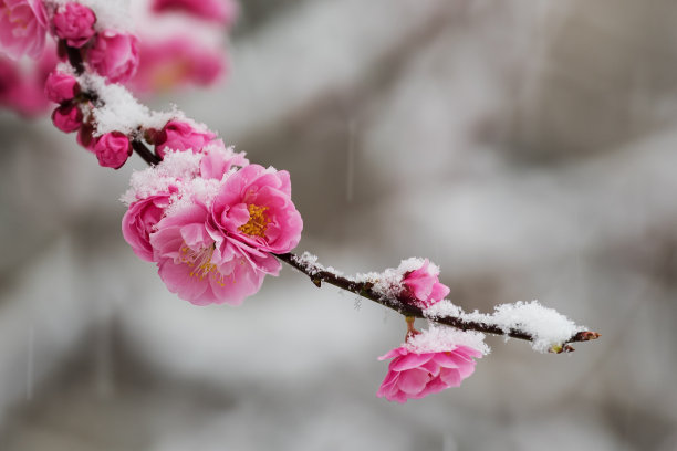 梅花在春天的雪地里盛开图片下载