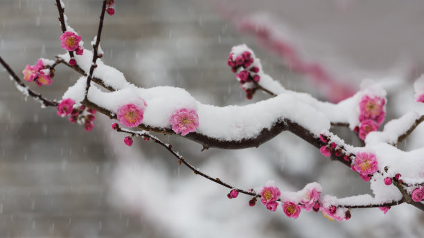 梅花在春天的雪地里盛开图片下载