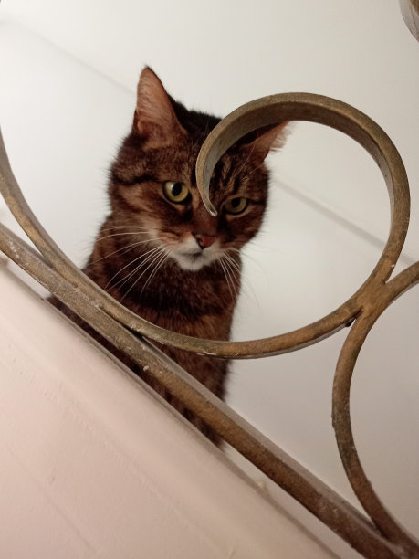 一只猫的头从装饰艺术风格的楼梯上往下看的低角度照片图片下载